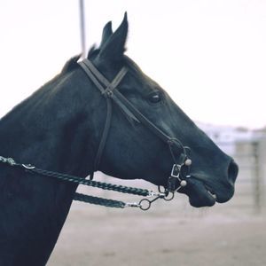 Meet your Posher, Riley